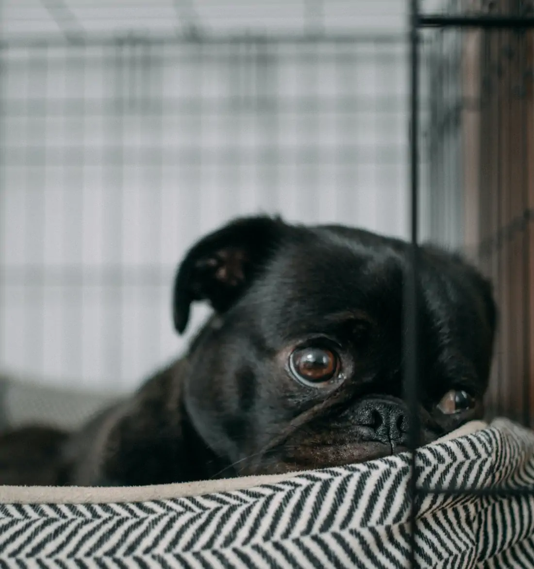 Dog in cage