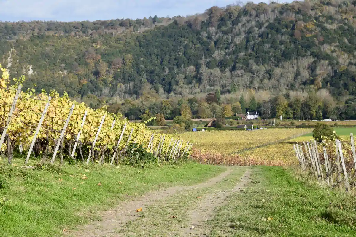 Denbies Wine Estate, Dorking, Surrey