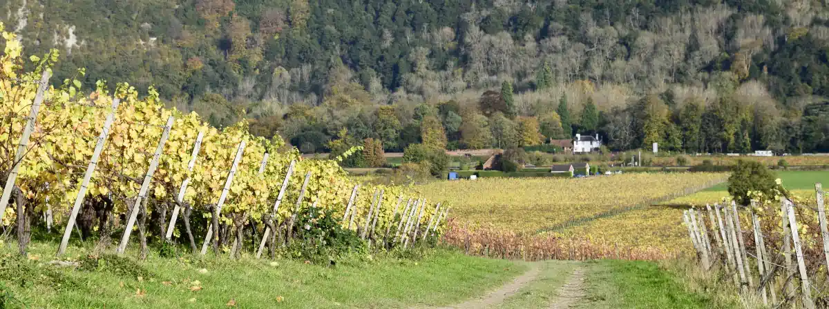 Denbies Wine Estate, Dorking, Surrey (@raouldp)