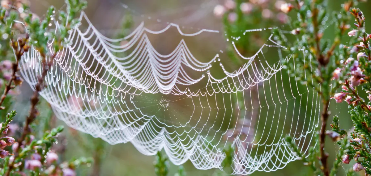 Delicate spider's web