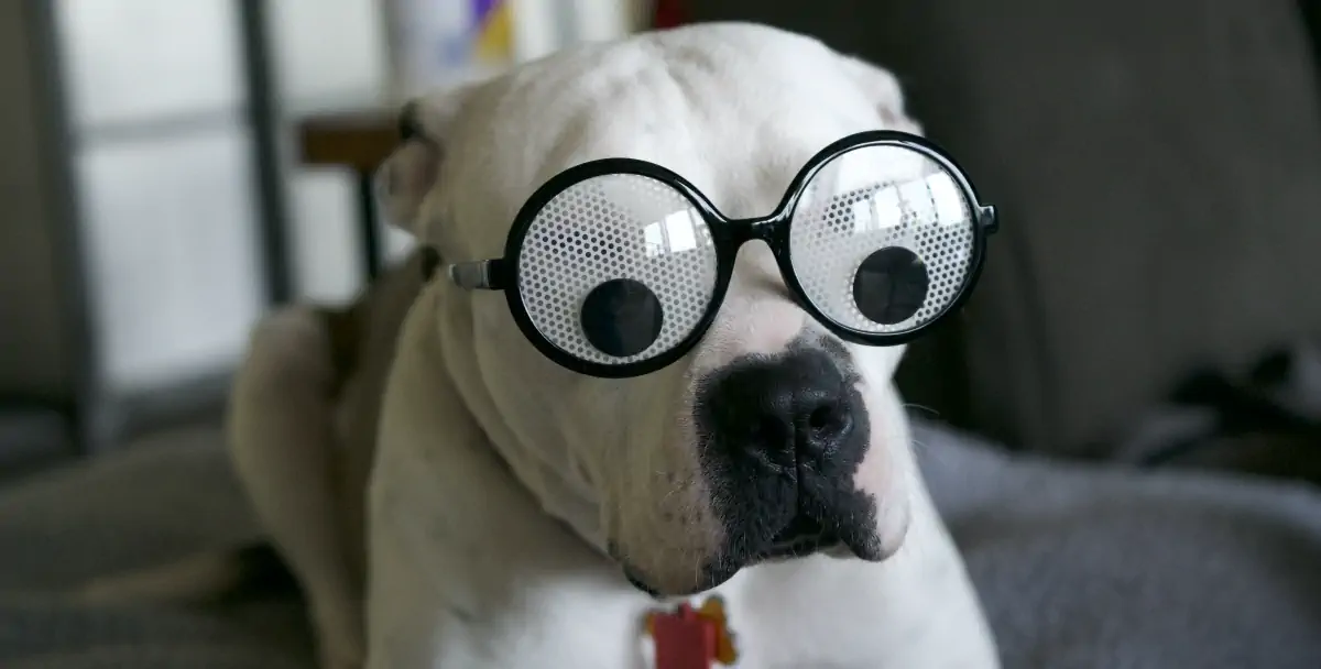 Dog wearing silly glasses