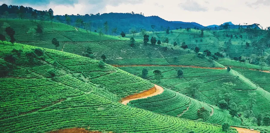 Tea plantation