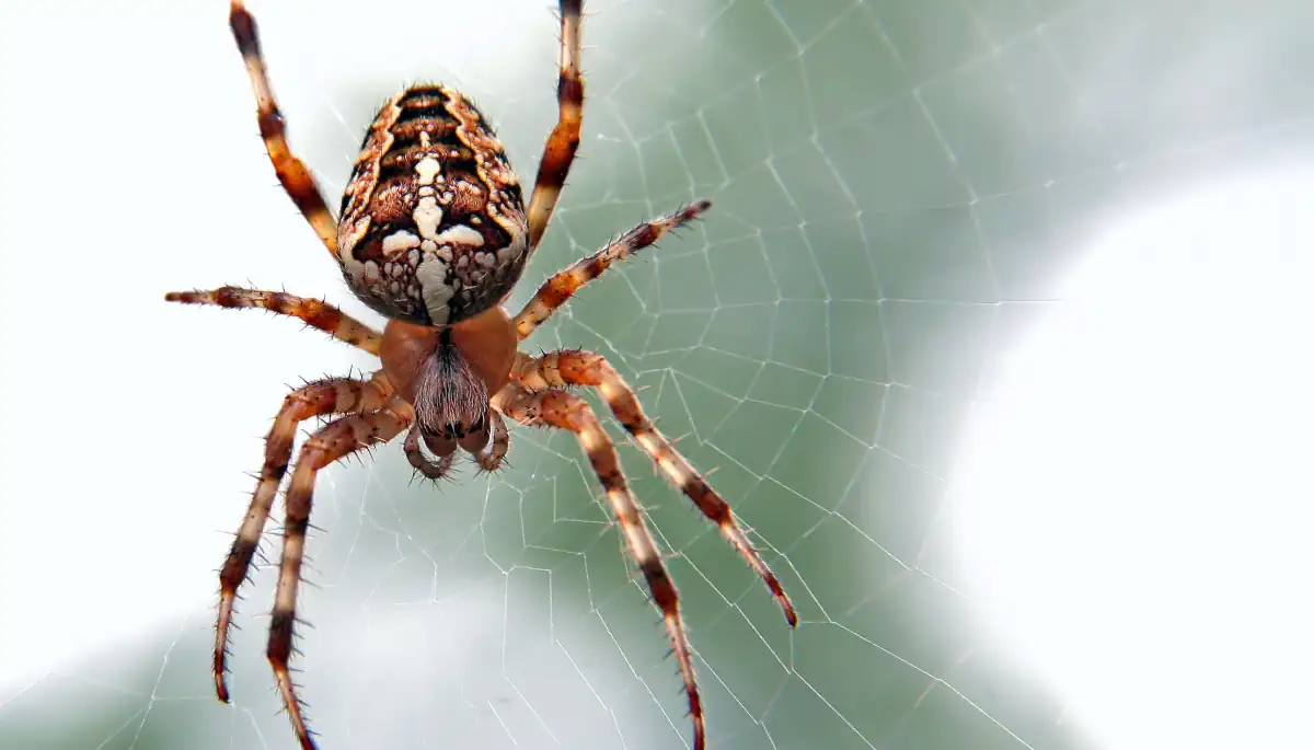 Spider in its web