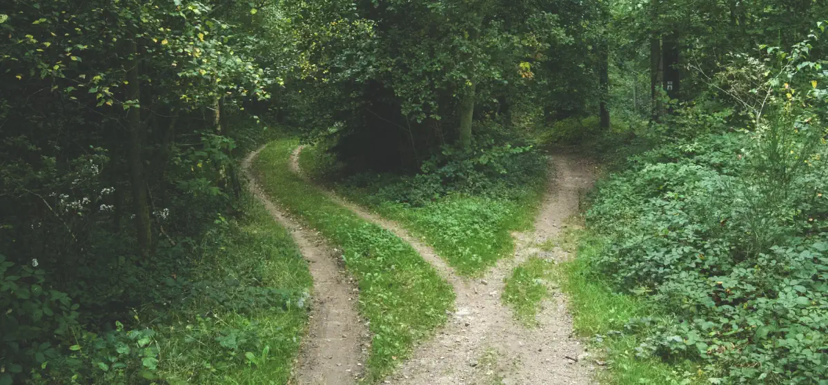 Forest with two paths leading in different directions