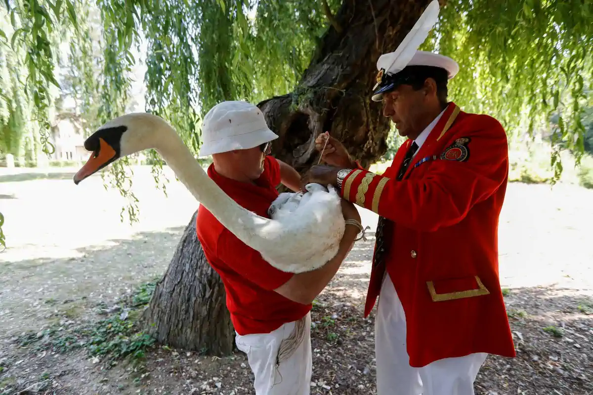 The Queen's Swan Markers - Swan Upping 2021