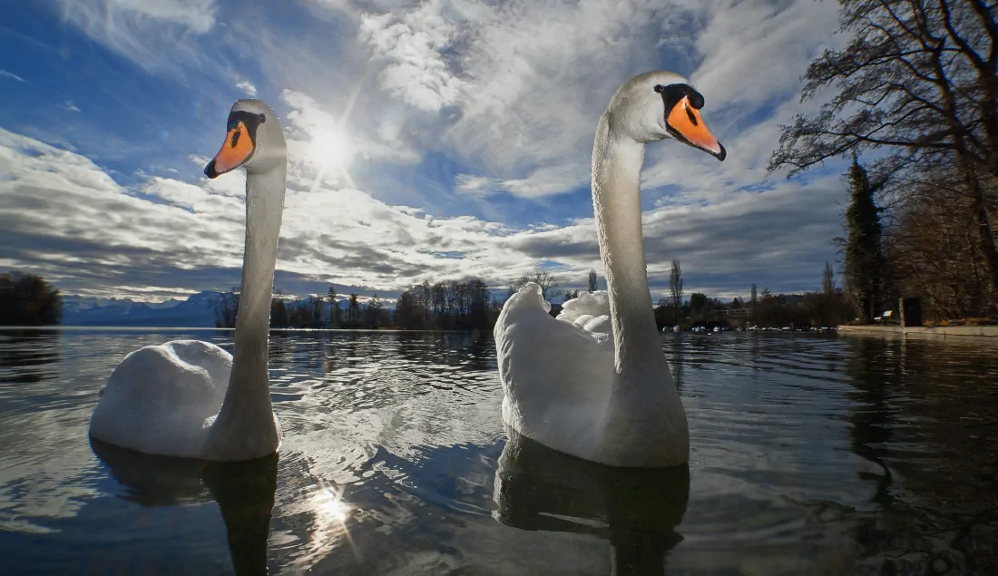 Swans